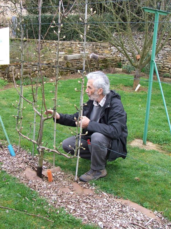 taille arbres fruitiers