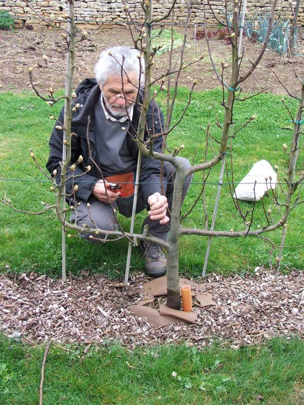 taille d'arbres fruitiers