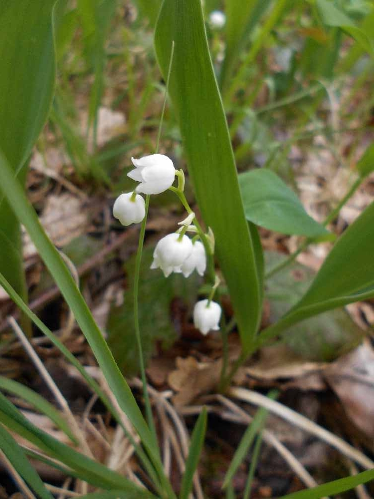 muguet