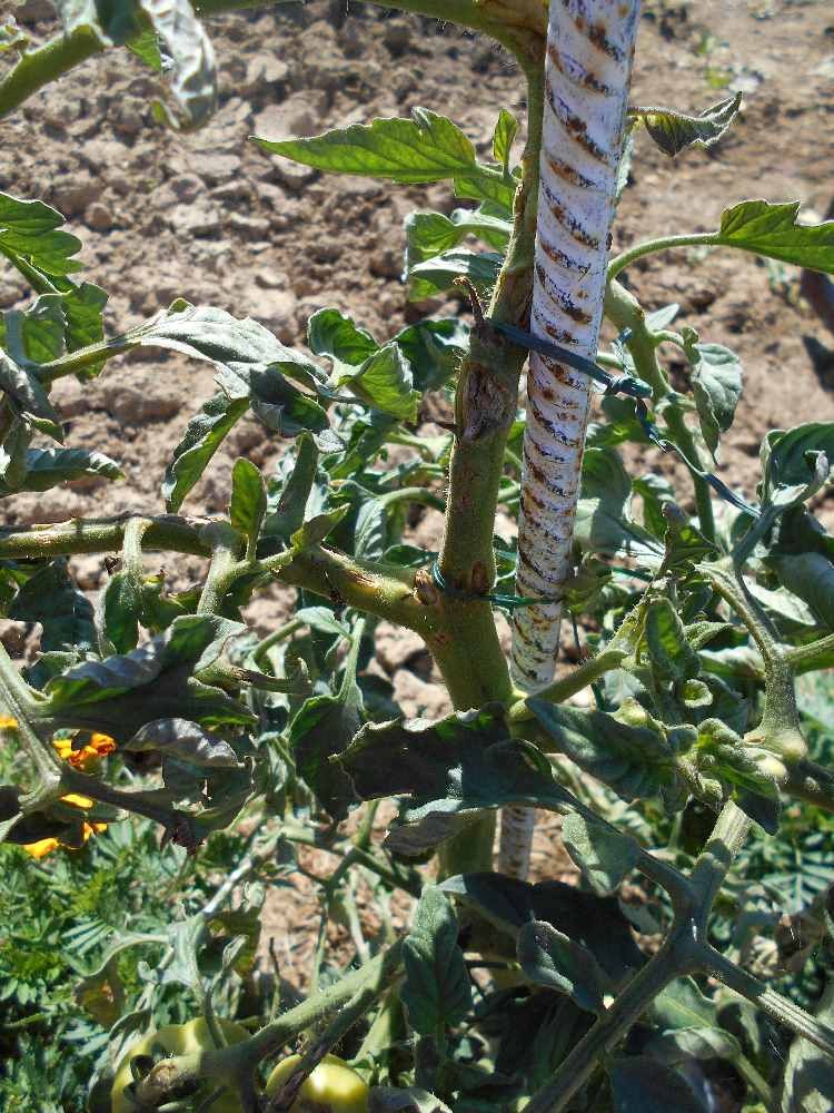 Impact grelon sur tomate 1