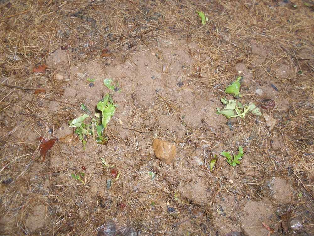 Jeunes plants de salade 1