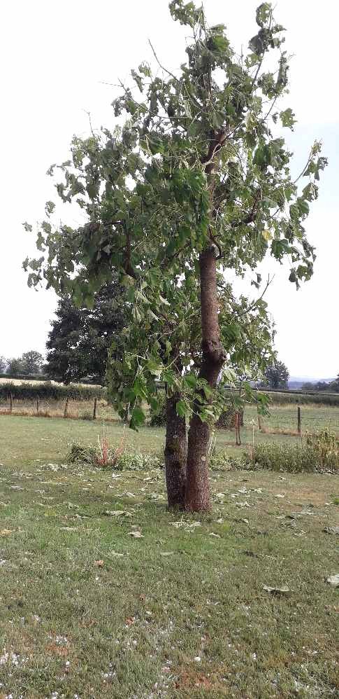 Paulownia apres tempete 1