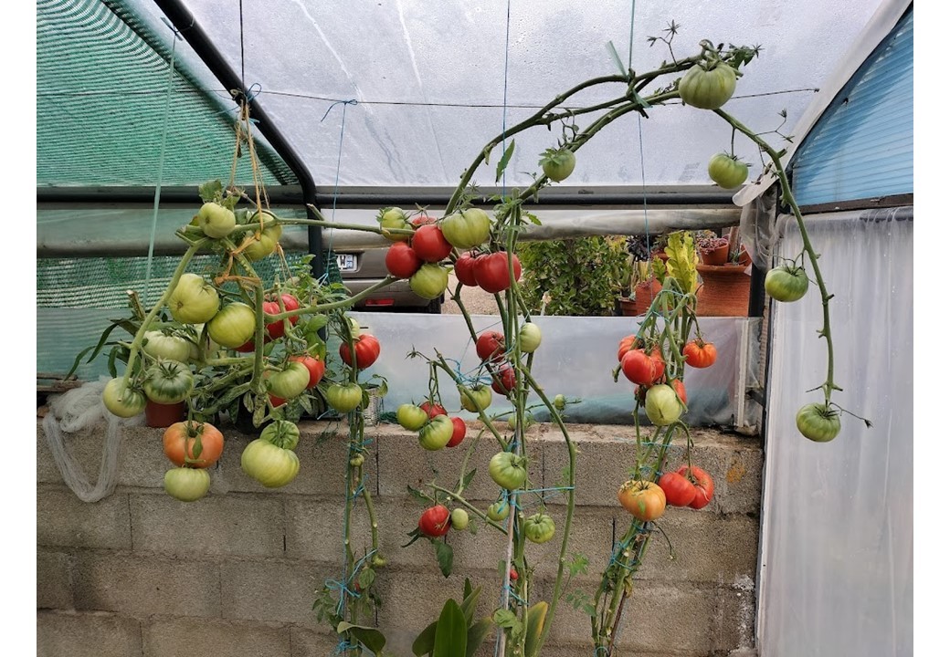 Tomates chez M. Laplaine 1  1