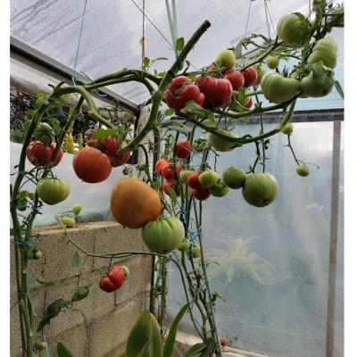 Tomates chez M. laplaine 2 1