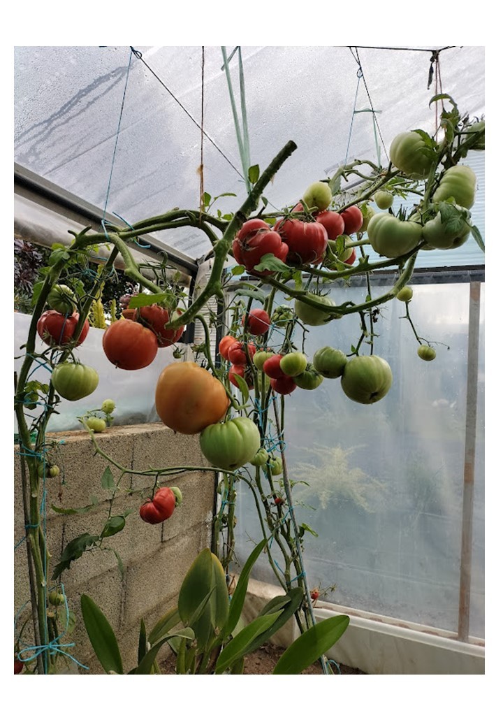 Tomates chez M. Laplaine 2